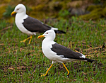 BB 11 0341 / Larus fuscus / Sildemåke